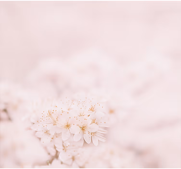 Estore de rolo para quarto de casal delicadas flores de cerejeira - TenStickers