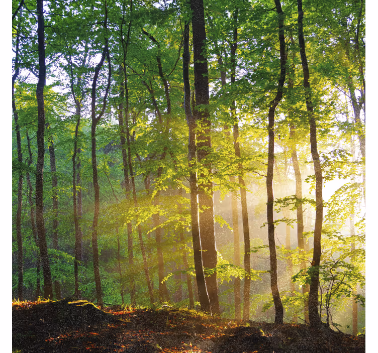 Estores de rolo de árvores luz natural na floresta - TenStickers