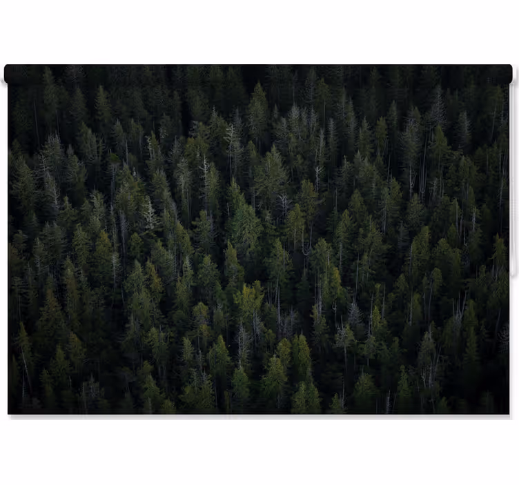 Estores de rolo de árvores textura de floresta profunda - TenStickers