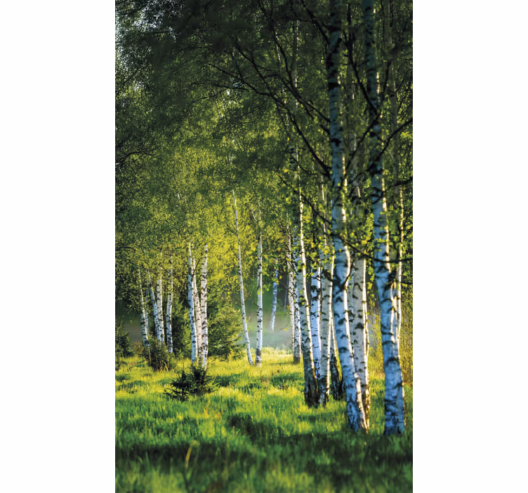 Estores de rolo de árvores bosque de bétulas moderno - TenStickers