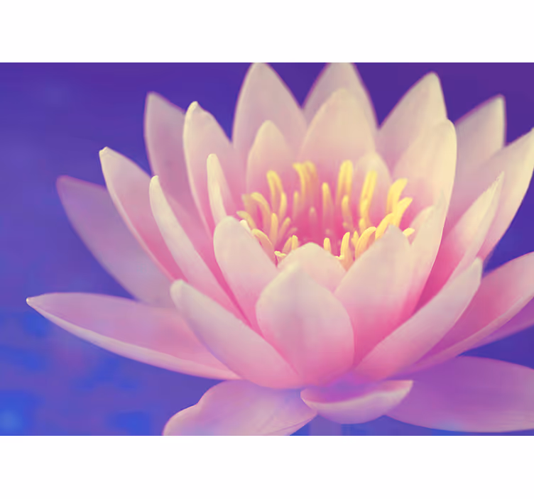 Estore de rolo para cozinha flor de lótus rosa - TenStickers