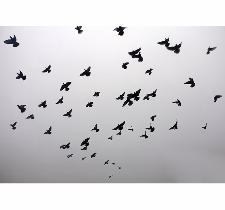 Estore de rolo branco imagem estética de pássaros na sombra - TenStickers