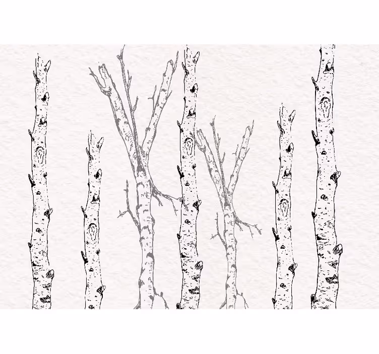 Estore de rolo branco caules de bétula - TenStickers