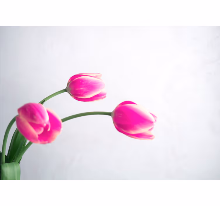 Estore de rolo branco três tulipas fundo branco - TenStickers