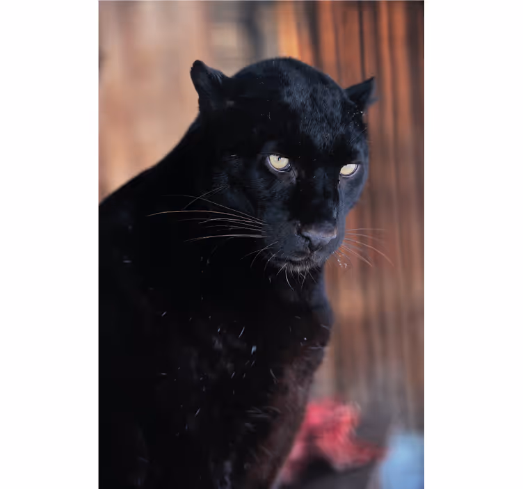 Estore de rolo para sala leopardo à espreita - TenStickers