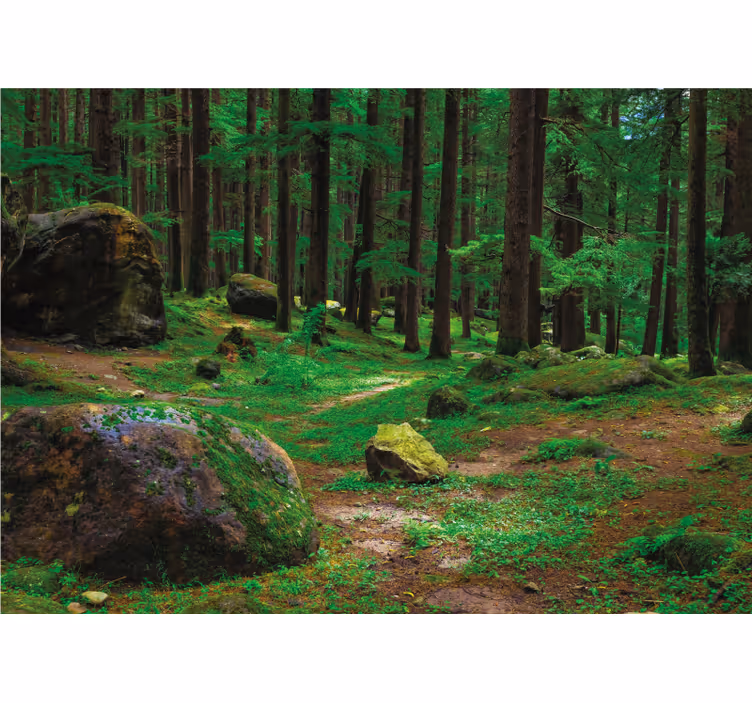 Estore de rolo para sala floresta verde com árvores - TenStickers