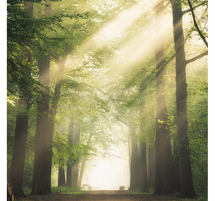 Estore de rolo para sala floresta verde com sol - TenStickers
