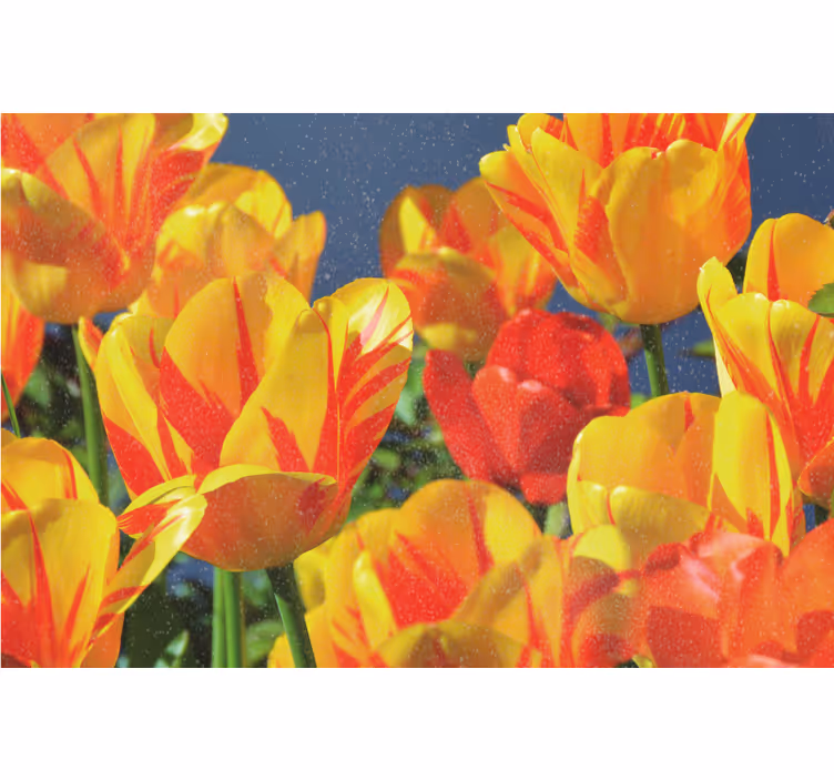 Estore de rolo para sala tulipas vermelhas e amarelas - TenStickers