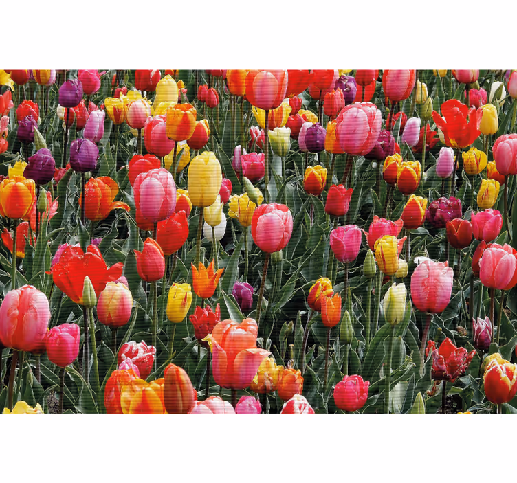 Estore de rolo para sala múltiplas tulipas no campo - TenStickers