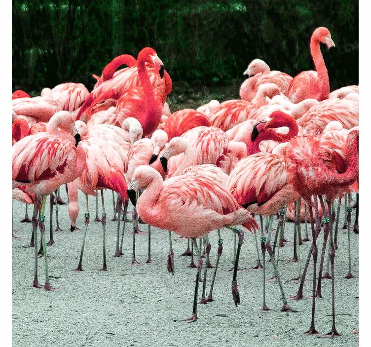 Estore de rolo para sala com flamingos bonitos na água - TenStickers