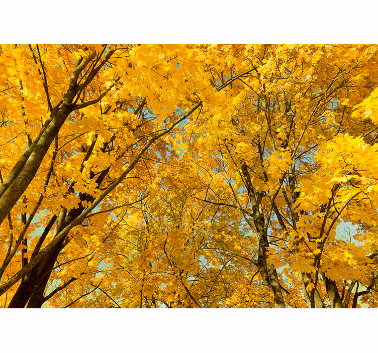 Estore de rolo amarelo folhas amarelas de outono - TenStickers