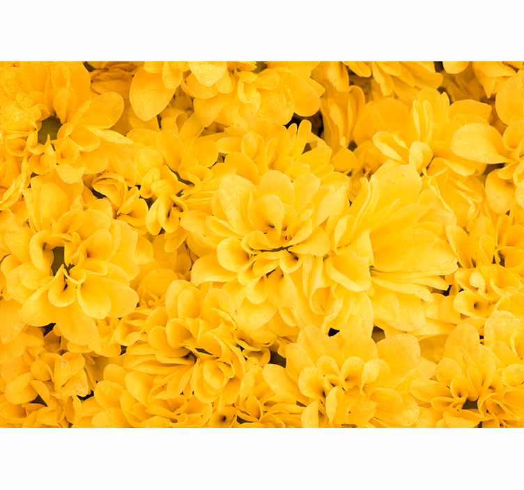 Estore de rolo amarelo pétalas de flores - TenStickers