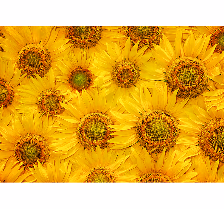 Estore de rolo amarelo girassóis - TenStickers