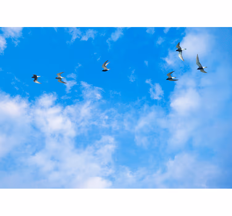 Estore de rolo azul céu azul e gaivotas - TenStickers