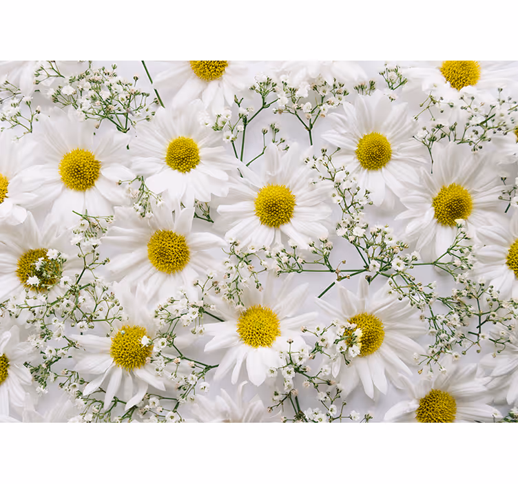 Estore de rolo para sala flor de margarida - TenStickers