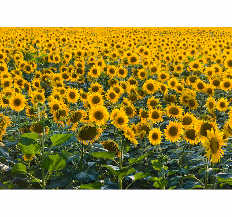 Estore de rolo para sala campo de girassóis ao pôr do sol - TenStickers