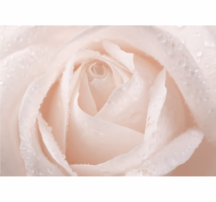 Estore de rolo para sala rosa branca bonita - TenStickers