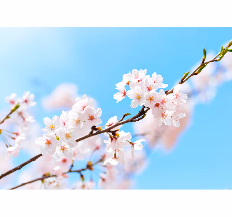 Estore de rolo para sala flor de cerejeira branca - TenStickers