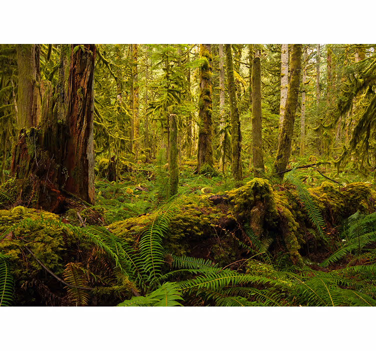 Estore de rolo para sala verde floresta - TenStickers