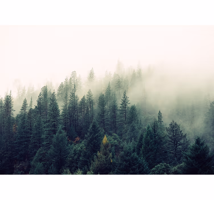 Estore de rolo para sala floresta nebulosa - TenStickers