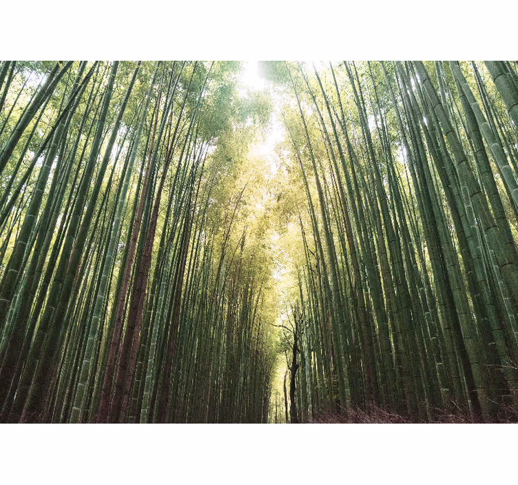 Estore de rolo para sala floresta de bambu zen - TenStickers