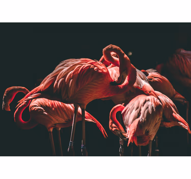 Estore de rolo para sala flamingos cor-de-rosa iluminados - TenStickers