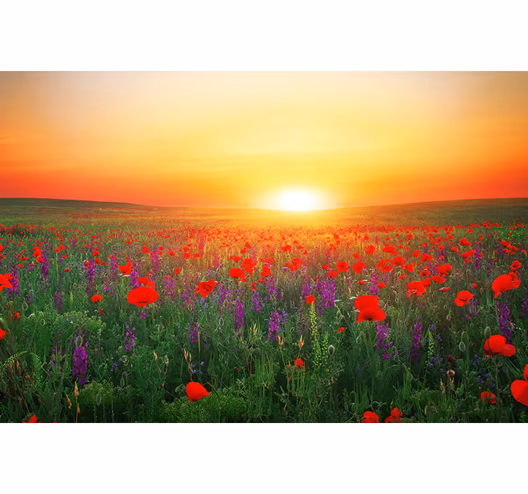 Estore de rolo para sala campo de papoulas vermelhas com sol - TenStickers