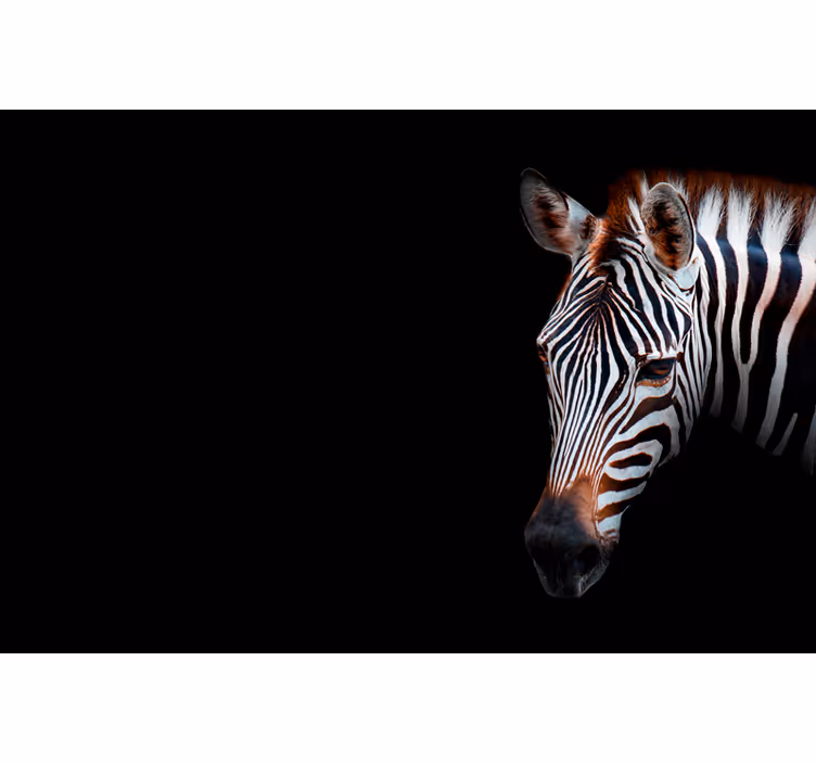 Estore de rolo para sala zebra em quadro - TenStickers