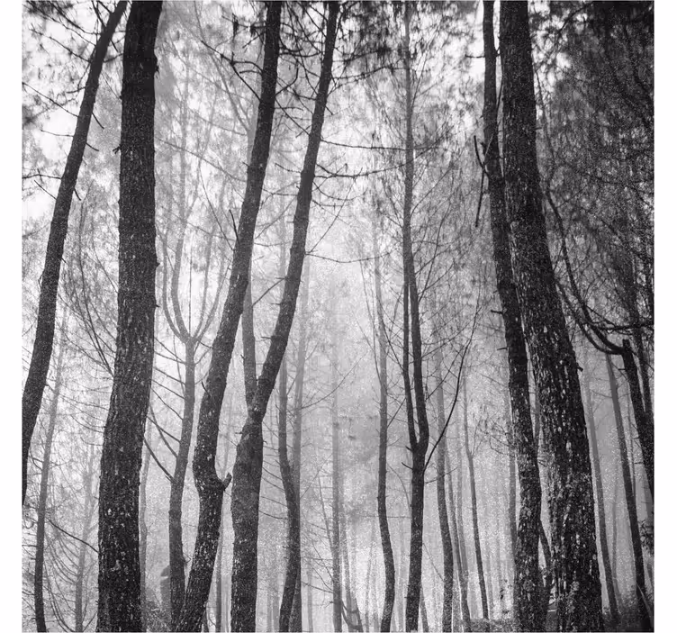 Estore de rolo para sala floresta neblinosa vista de cima - TenStickers