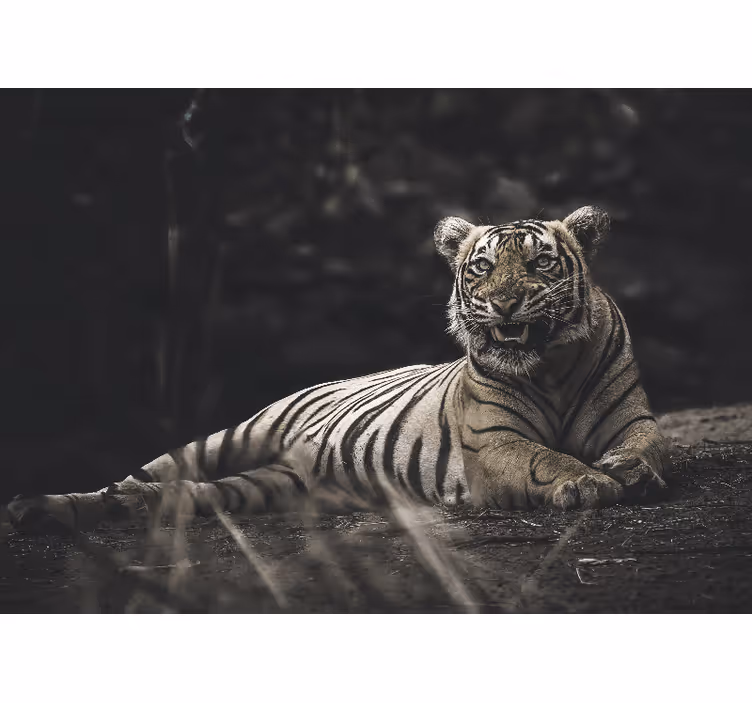 Estore de rolo para sala tigre deitado - TenStickers