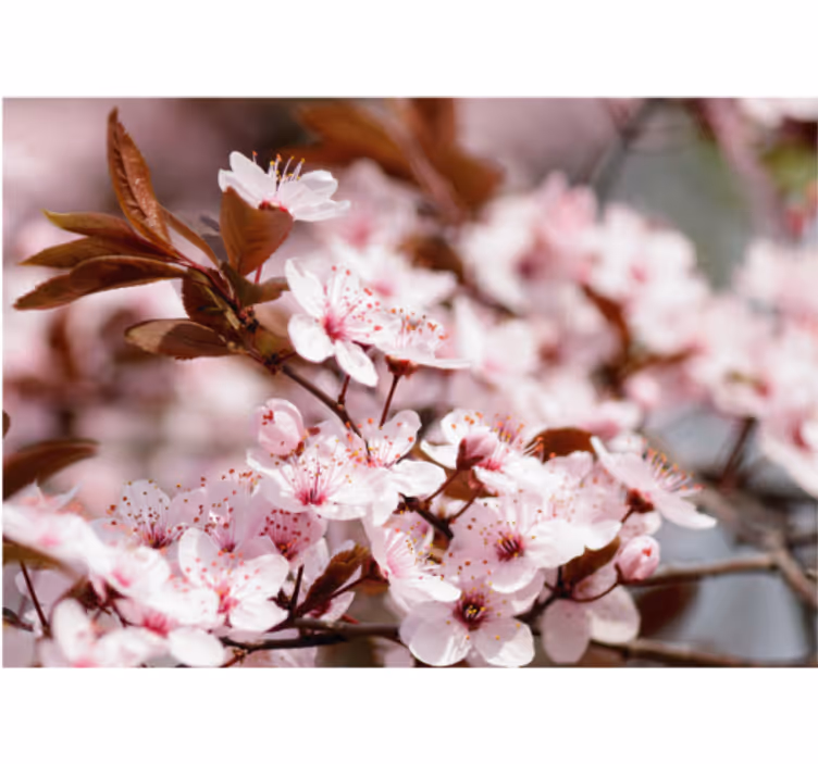 Estore de rolo para sala flores de cerejeira - TenStickers