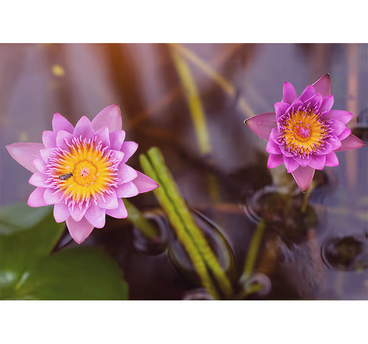 Estore de rolo para sala lótus rosa/púrpura - TenStickers