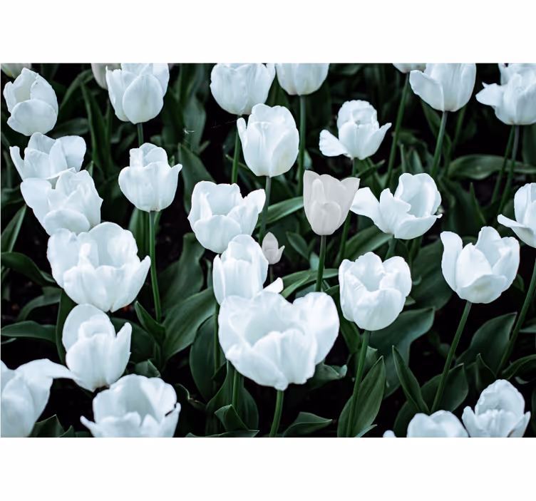 Estore de rolo para sala tulipas brancas - TenStickers