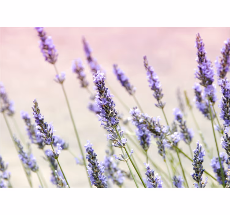 Estore de rolo para sala um buquê de flores roxas - TenStickers