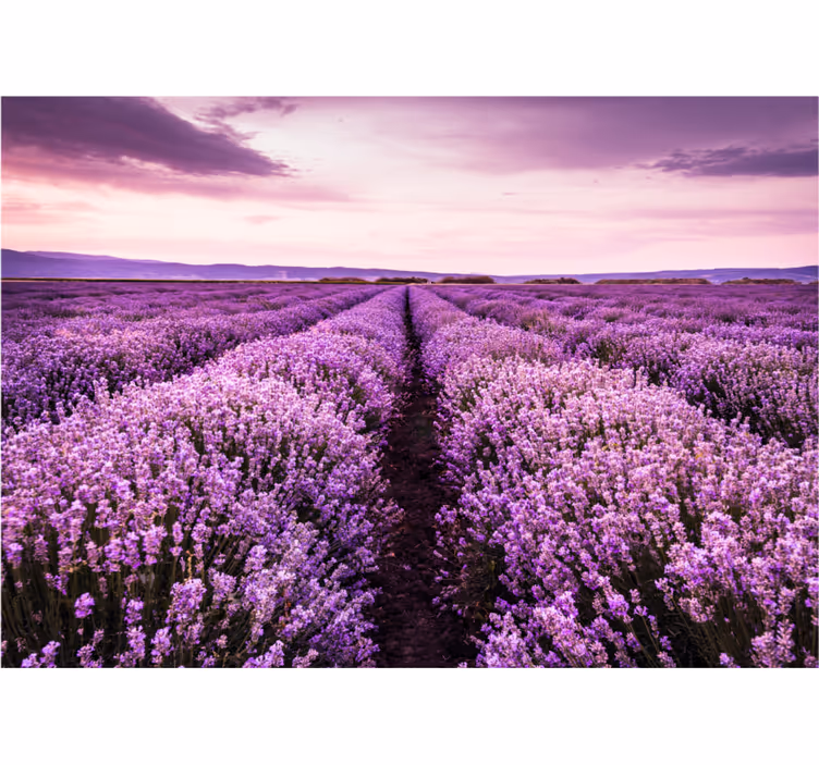 Estore de rolo para sala com imagem roxa de flores - TenStickers