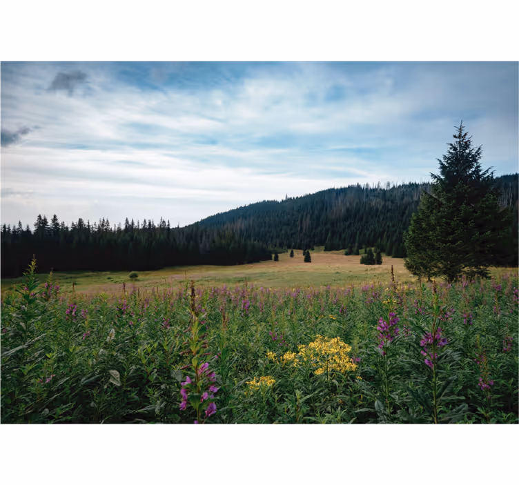 Estore de rolo para sala parque tatra na primavera - TenStickers