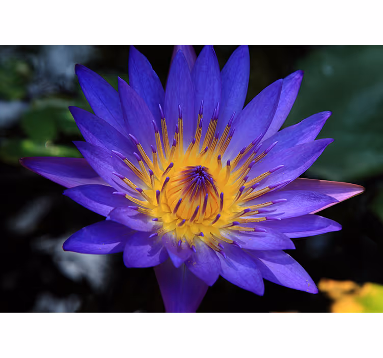 Estore de rolo para sala flor de lótus roxa - TenStickers