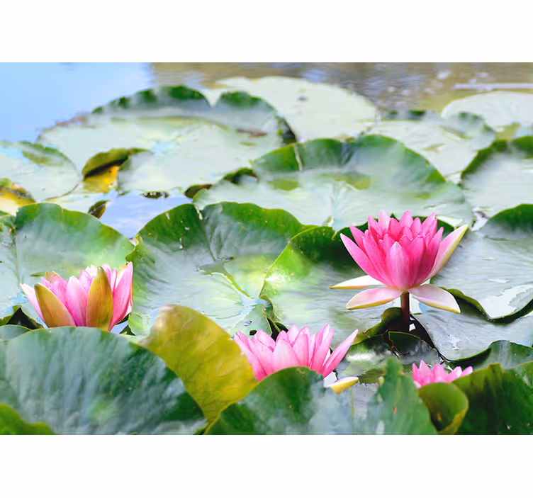 Estore de rolo para sala flores de lótus listradas - TenStickers