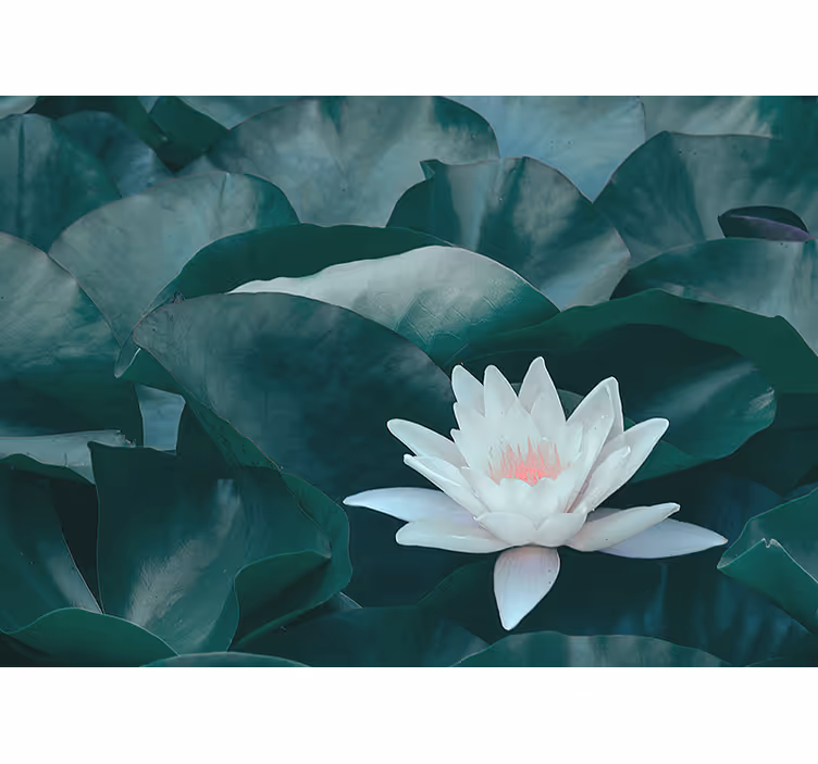 Estore de rolo para sala flor de lótus branca zen - TenStickers