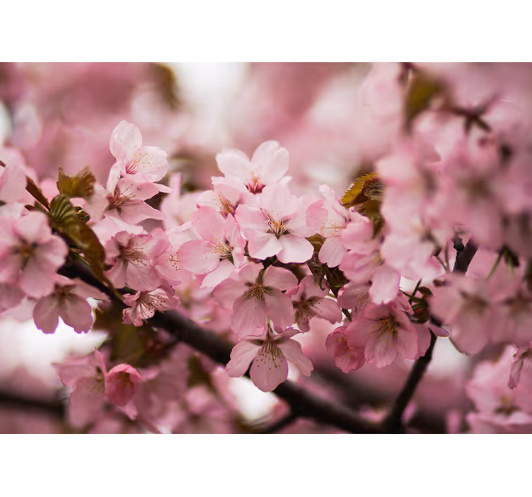 Estore de rolo para sala flor de cerejeira rosa - TenStickers