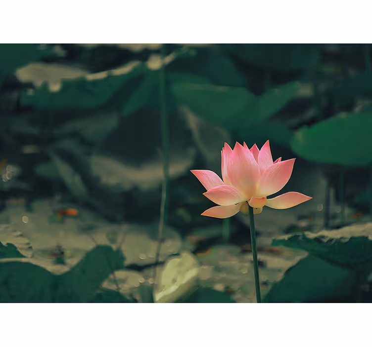 Estore de rolo para sala flor rosa - TenStickers