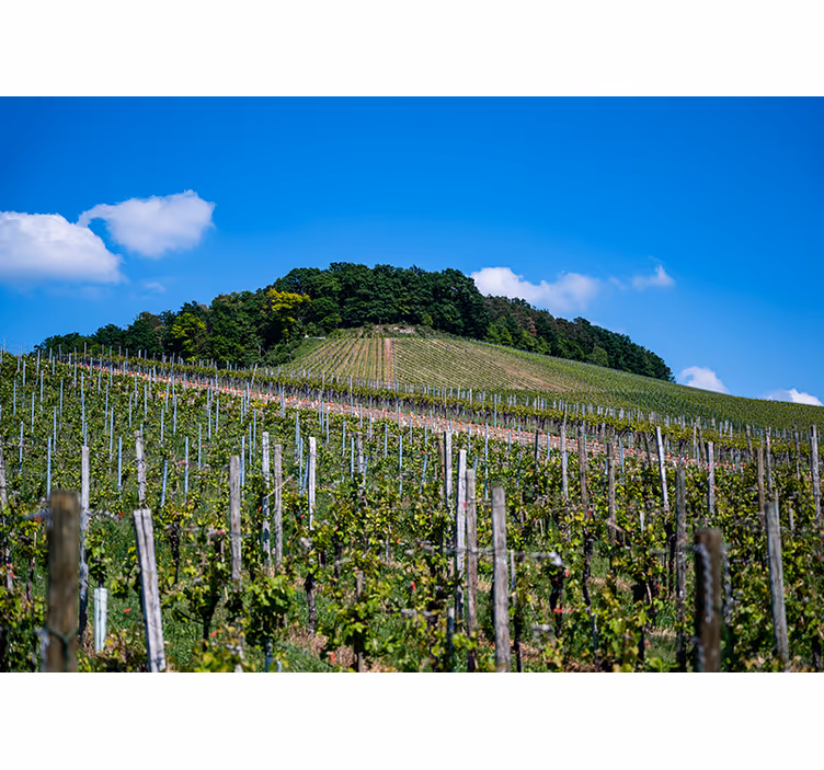 Estore de rolo para sala campo de vinhos - TenStickers