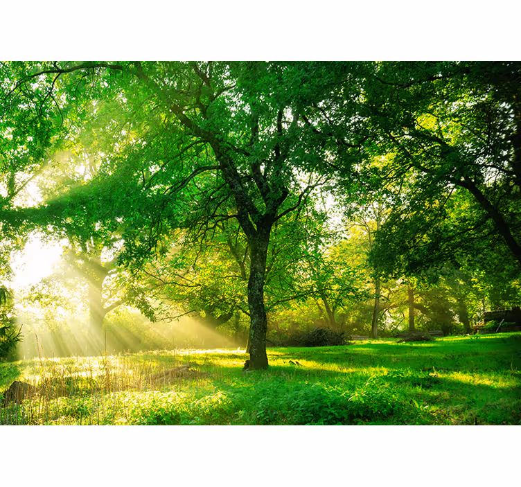 Estore de rolo para sala floresta verde iluminada - TenStickers