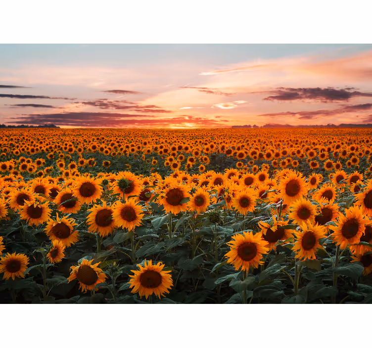 Estore de rolo para sala pôr do sol de girassol - TenStickers
