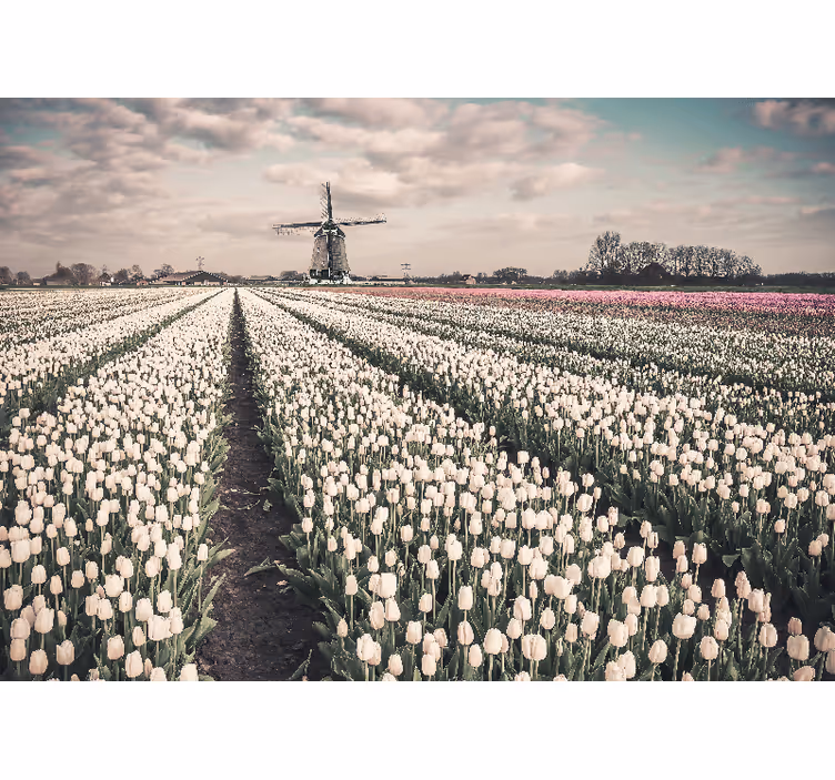Estore de rolo para sala campo de tulipas com moinho - TenStickers