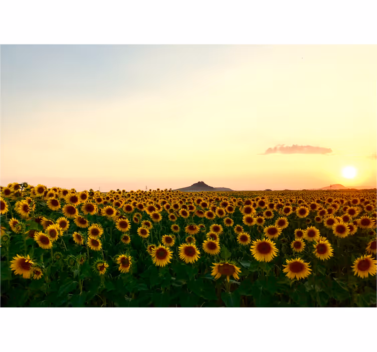 Estore de rolo para sala paisagem espetacular com flores - TenStickers