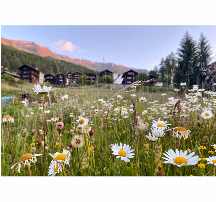 Estore de rolo para sala paisagem floral na vila - TenStickers