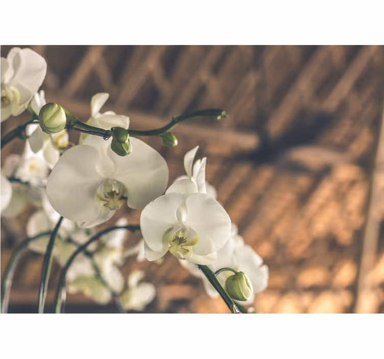 Estore de rolo para sala orquídea branca estruturada - TenStickers