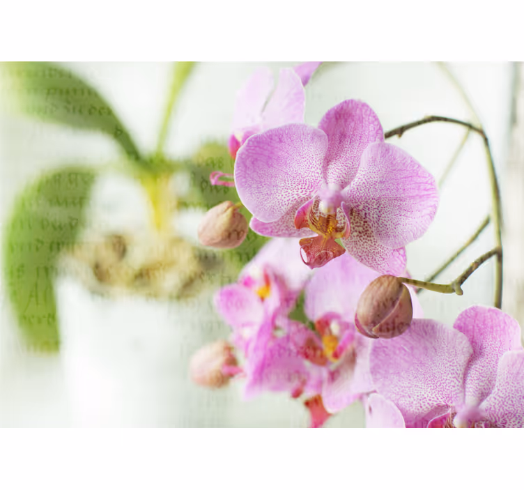 Estore de rolo para sala orquídea com texto - TenStickers
