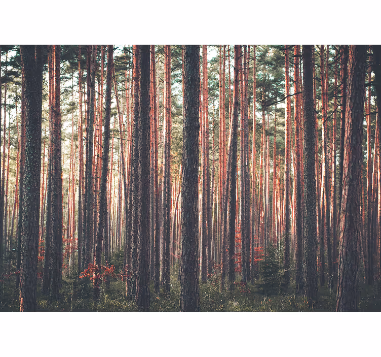 Estore de rolo para sala paisagem de árvores da floresta - TenStickers